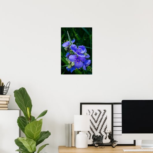 Spiderwort Plant Closeup in Full Bloom Poster (Thuiskantoor)