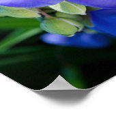 Spiderwort Plant Closeup in Full Bloom Poster (Hoek)