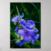 Spiderwort Plant Closeup in Full Bloom Poster (Voorkant)