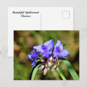 Spiderwortbloemen Briefkaart (Voorkant / Achterkant)