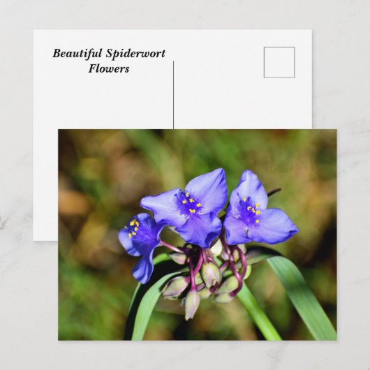 Spiderwortbloemen Briefkaart (Voorkant / Achterkant)