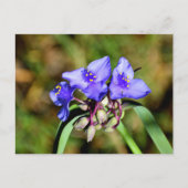 Spiderwortbloemen Briefkaart (Voorkant)