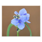 Spiderwortventiel Foto Afdruk (Voorkant)