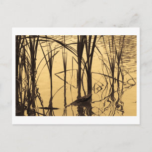 spiegel is een leugenaar briefkaart