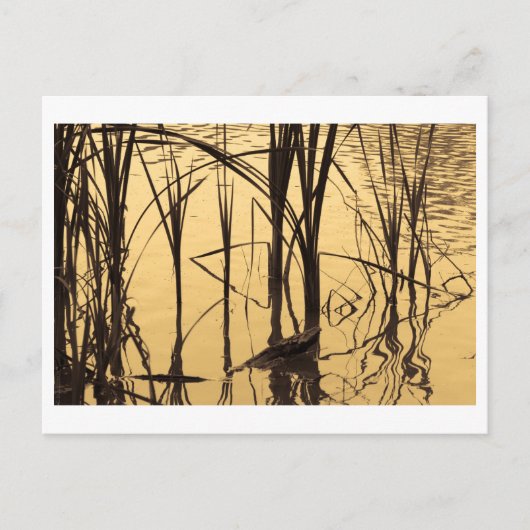 spiegel is een leugenaar briefkaart (Voorkant)