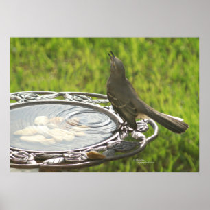 Spiegeland Mockingbird drink water Poster