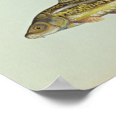 Spiegelkarper Poster (Hoek)