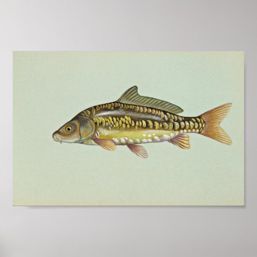 Spiegelkarper Poster (Voorkant)