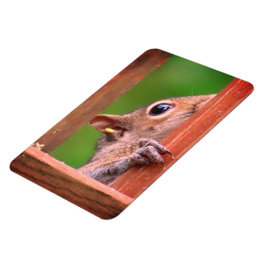 spiekende eekhoorn magneet (Linkerzijde)