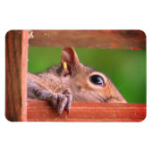 spiekende eekhoorn magneet (Horizontaal)