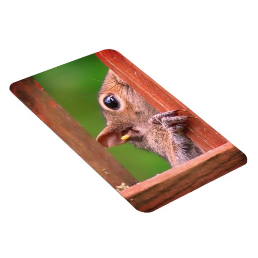 spiekende eekhoorn magneet (Rechterzijde)