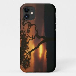 Spiel-Reserve Afrikas, Kenia, Masai-Mara, stellend iPhone 11 Hoesje