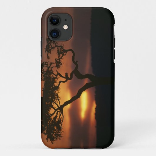 Spiel-Reserve Afrikas, Kenia, Masai-Mara, stellend Case-Mate iPhone Case (Achterkant)