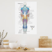 Spier Anatomie Achteraanzicht Poster (Keuken)