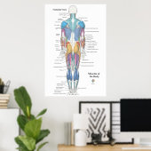 Spier Anatomie Achteraanzicht Poster (Thuiskantoor)