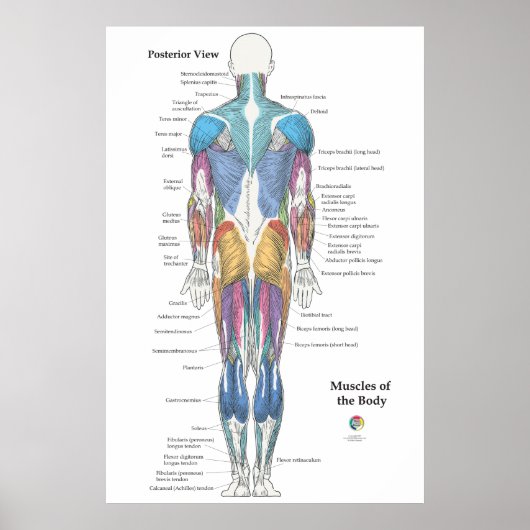 Spier Anatomie Achteraanzicht Poster (Voorkant)