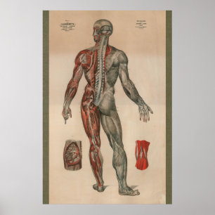 Spier Anatomie Grafiek 1851 Poster
