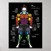 Spier Anatomie Grafiek - Gym Workout Bodybuilding Poster (Voorkant)