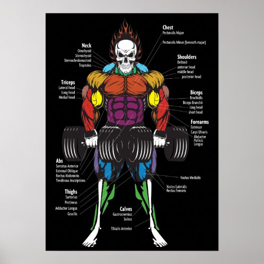 Spier Anatomie Grafiek - Gym Workout Bodybuilding Poster (Voorkant)