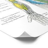 Spier Anatomie Posterior Anterior Poster (Hoek)