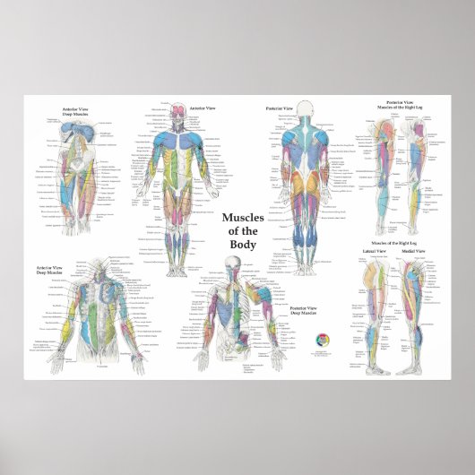 Spier Anatomie Posterior Anterior Poster (Voorkant)