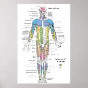 Spier Anatomie Vooraanzicht Grafiek Poster