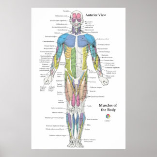 Spier Anatomie Vooraanzicht Grafiek Poster