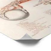 Spier- en oorspieren waarop alle buikanatomische a poster (Hoek)