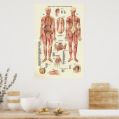 Spier en viscera van het Vrouw Anatomie Poster (Keuken)