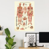 Spier en viscera van het Vrouw Anatomie Poster (Thuiskantoor)