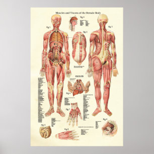 Spier en viscera van het Vrouw Anatomie Poster