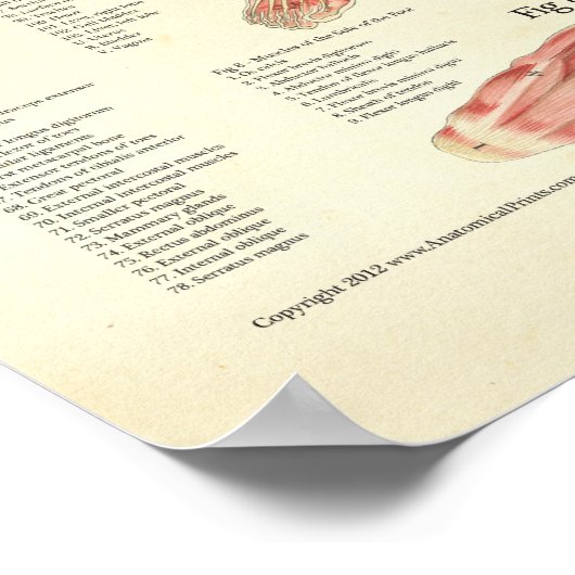 Spier en viscera van het Vrouw Anatomie Poster (Hoek)