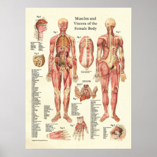Spier en viscera van het Vrouw Anatomie Poster