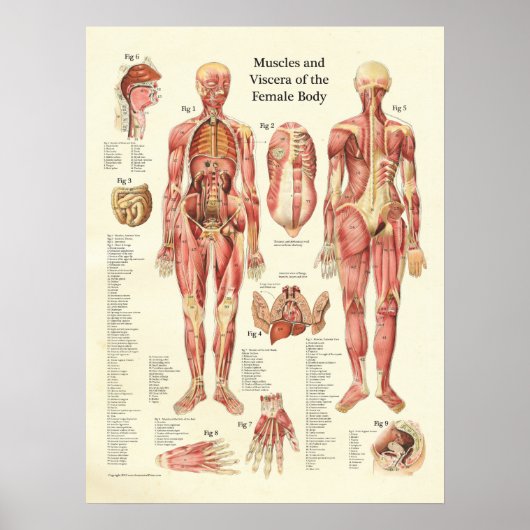 Spier en viscera van het Vrouw Anatomie Poster (Voorkant)