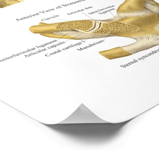 Spier: ligamenten van de schouderanatomiegrafiek poster (Hoek)