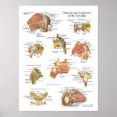 Spier: ligamenten van de schouderanatomiegrafiek poster (Voorkant)