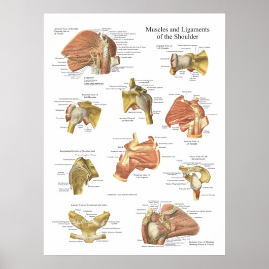 Spier: ligamenten van de schouderanatomiegrafiek poster (Voorkant)