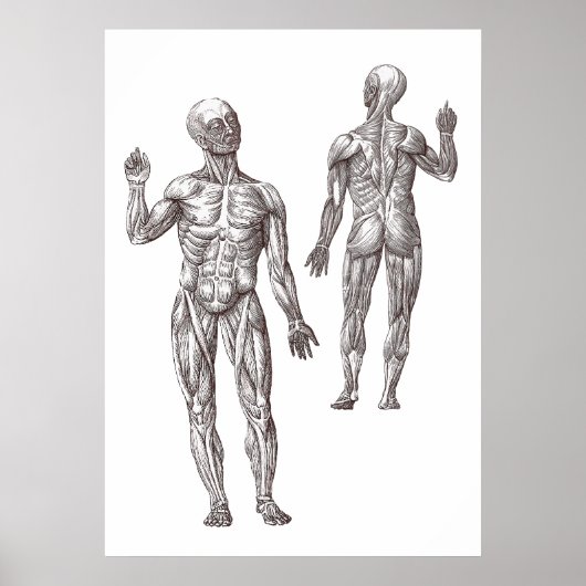 Spier Mannen Sport Geneesmiddel Humaan Anatomie Poster (Voorkant)