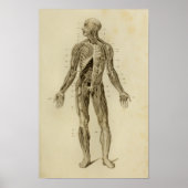 Spier Nerves Anatomie Afdrukken  Poster (Voorkant)
