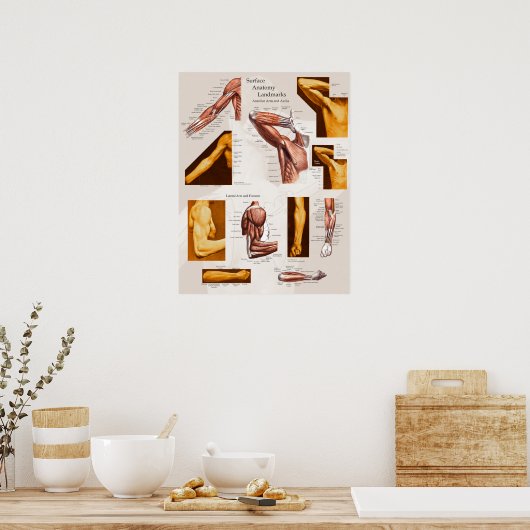 Spier Oppervlak Anatomie Poster Arm & Schouder (Keuken)