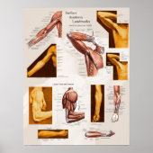 Spier Oppervlak Anatomie Poster Arm & Schouder (Voorkant)