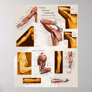 Spier Oppervlak Anatomie Poster Arm & Schouder