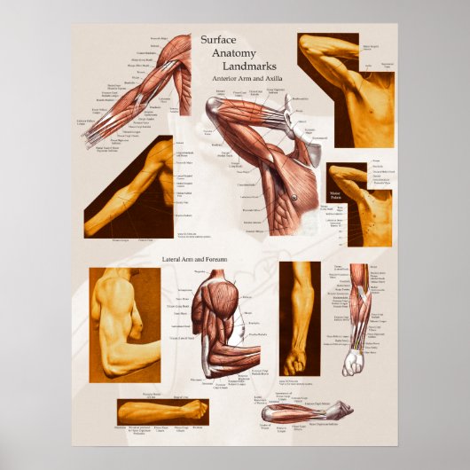 Spier Oppervlak Anatomie Poster Arm & Schouder (Voorkant)