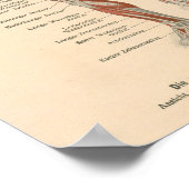 spierAnatomie Afdrukken in het Duits Poster (Hoek)