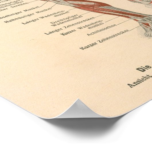spierAnatomie Afdrukken in het Duits Poster (Hoek)