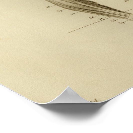 spierAnatomie Afdrukken Poster (Hoek)