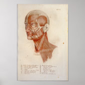 Spieranatomie Afdrukzijde Hals Franse nek Poster (Voorkant)