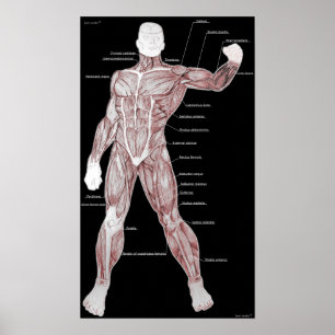 Spieranatomie Poster
