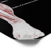 Spieranatomie Poster (Hoek)