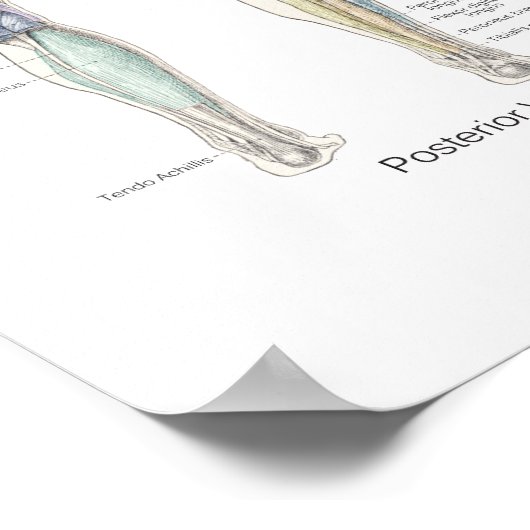 Spieranatomie Poster Diepe Lagen (Hoek)